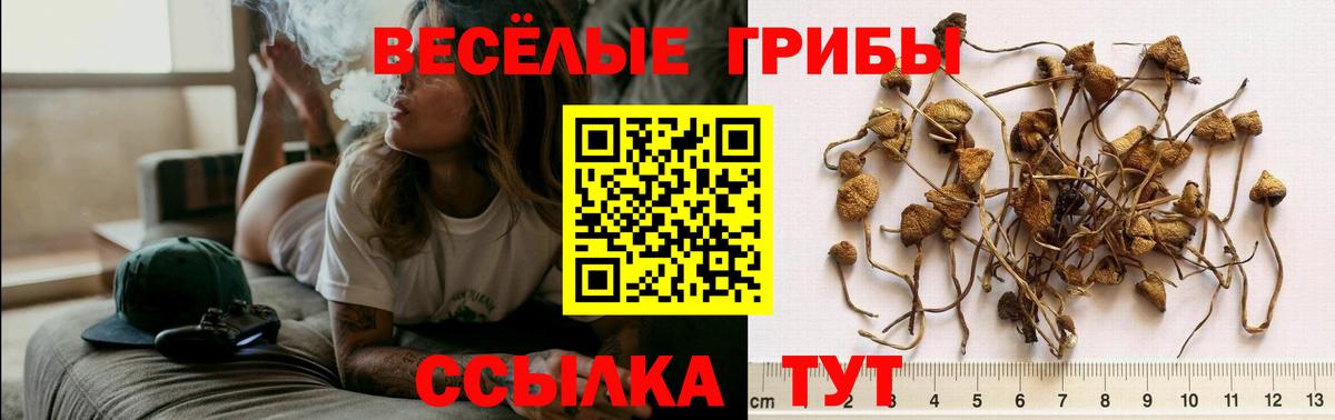 Псилоцибиновые грибы мицелий  Псилоцибиновые грибы Magic Shrooms  Городец  Вход с VPN 
